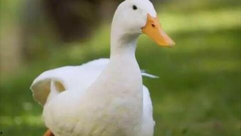 鸭子国产视频,鸭子的趣味生活大揭秘